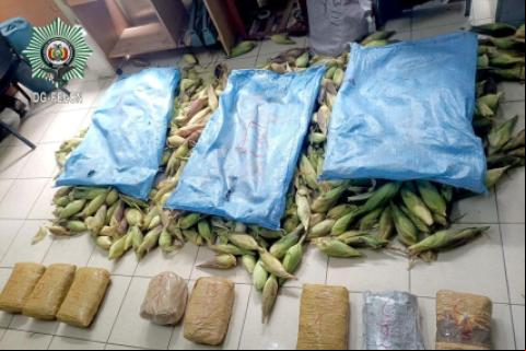 La droga estaba camuflada entre choclos