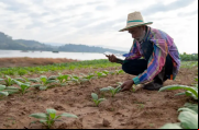 Algunos ensayos clínicos en curso evalúan si el tabaco puede servir para producir fármacos contra el VIH y el ébola.