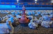granja pollos