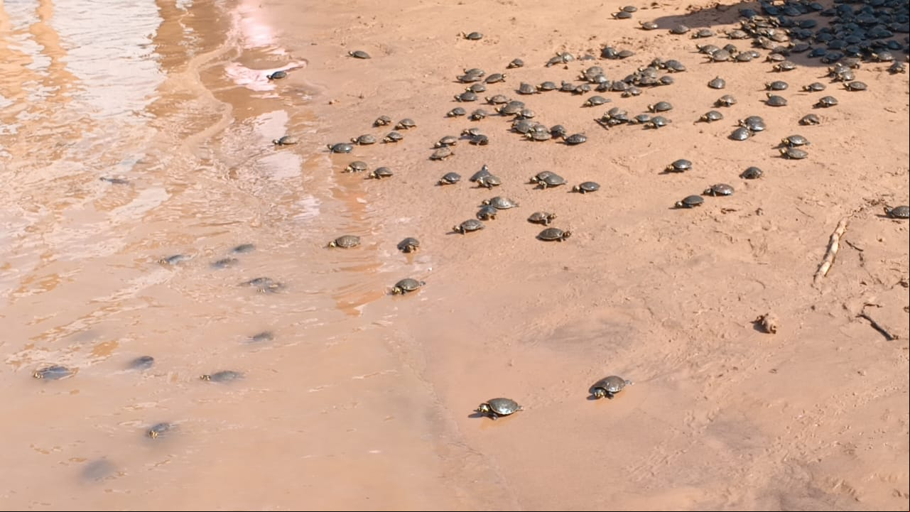 Petitas al río