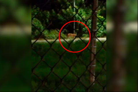 Una puma preñada fue captada deambulando en la ciudad de Trinidad / Captura de video