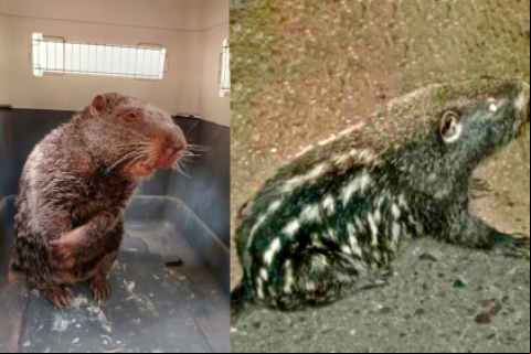 El jochi con cola fue encontrado en la carretera Yucumu-Rurrenabaque / Cortesía 