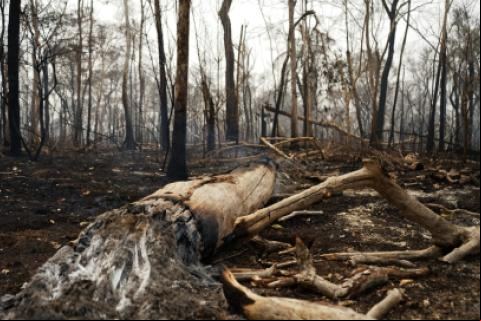 Miles de hectáreas de bosque fueron arrasadas por incendios forestales en Santa Cruz. / Foto: Juan Carlos Torrejón