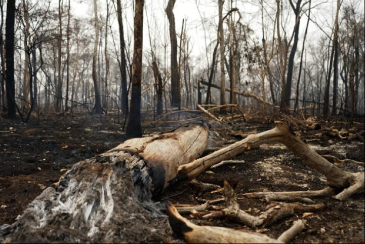 Miles de hectáreas de bosque fueron arrasadas por incendios forestales en Santa Cruz. / Foto: Juan Carlos Torrejón